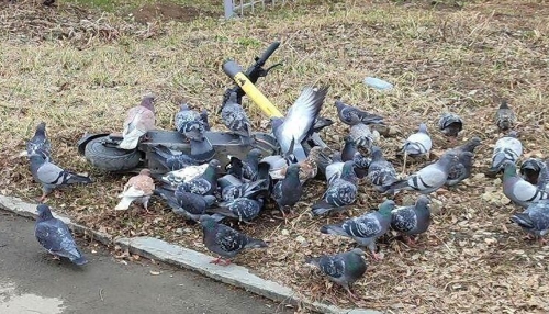 Голуби съели самокат!