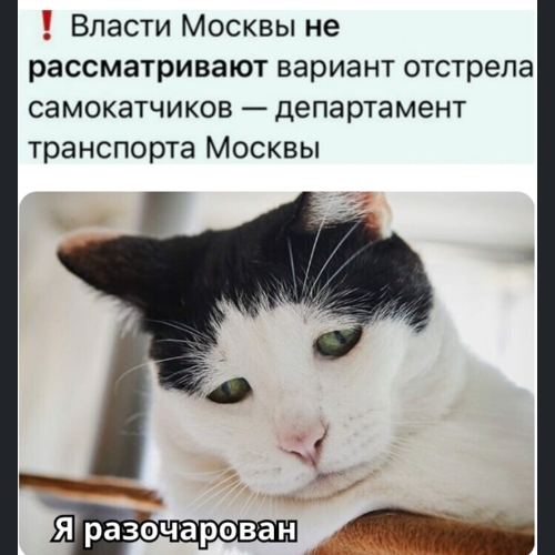 Власти Москвы ПОКА не рассматривают вариант отстрела самокатчиков