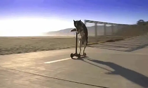 Собака сутулая на самокате